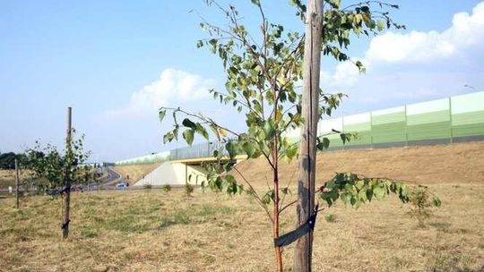 Czytelnik: Ratujcie drzewka przy obwodnicy Lublina. Firma: Są podlewane nocą 