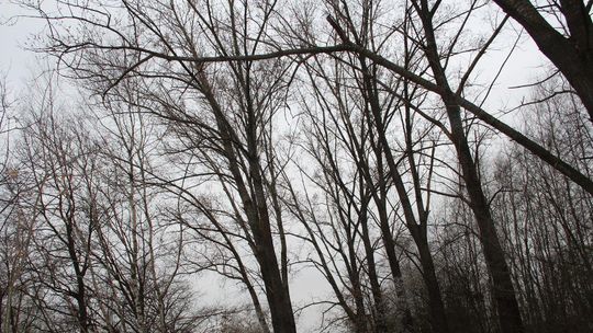 Czytelnik z Białej Podlaskiej alarmuje: Te topole grożą złamaniem. Co zrobi z nimi urząd? 