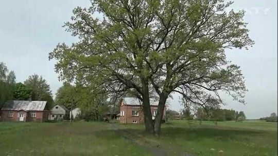 Dąb Alojzy stał się pomnikiem przyrody i przeszkadza drogowcom. Co z autostradą A2?