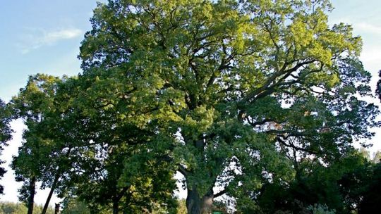 Dąb Bolko urósł do tytułu Drzewa Roku
