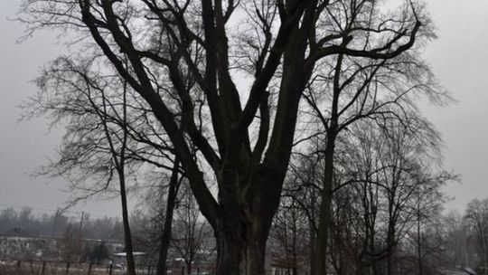 Dąb Grot walczy o tytuł europejskiego drzewa roku 