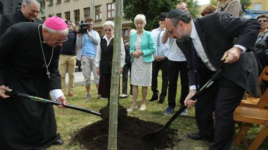 Dąb Jana Karskiego już rośnie w Lublinie (wideo, zdjęcia)