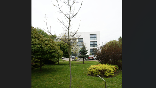 Dąb posadzony, teraz trzeba go nazwać 