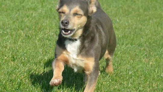 Dąbrowica: Zaginął pies. Kto go widział?