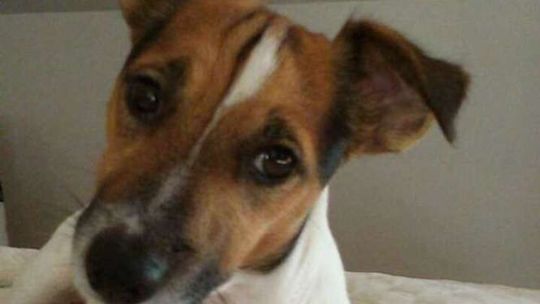 Dąbrowica: Zaginął pies Odi. Nagroda dla znalazcy