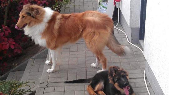 Dąbrowica: Zaginęły dwa psy, właściciele proszą o pomoc