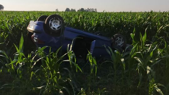 Dachowanie peugeota w kukurydzy. Ranna młoda kobieta