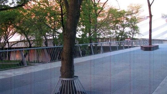 Dajcie drzewom żyć! List od mieszkanki Lublina