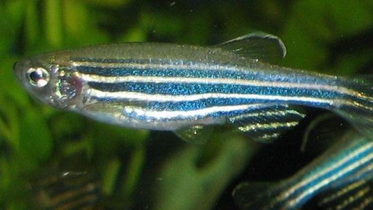 Danio pręgowany na Uniwersytecie Medycznym. Będą badać ryby transgeniczne