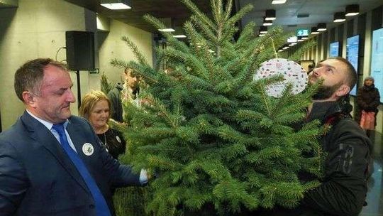 Darmowa choinka od marszałka za wsparcie akcji Pomóż Dzieciom Przetrwać Zimę