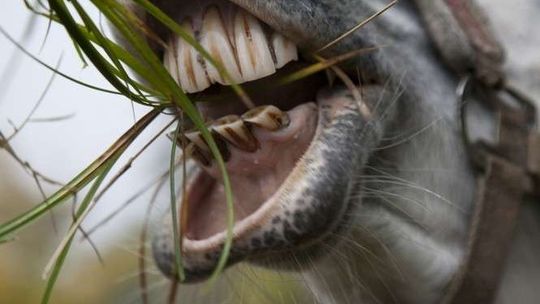 „Dawałam mu marchewkę, jak zwykle”. Koń odgryzł kobiecie palec
