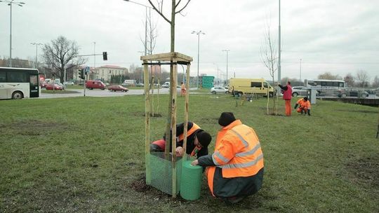 Dbanie o zieleń po lubelsku. Kto inny posadzi, kto inny podleje