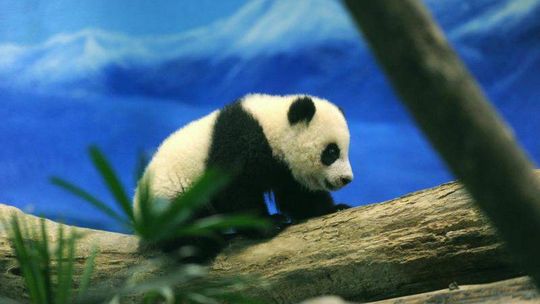 Debiut pandy urodzonej w zoo w Tajpej
