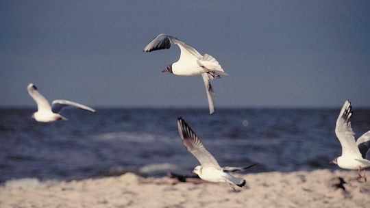 Degradacja i plan naprawczy środowiska morskiego Bałtyku