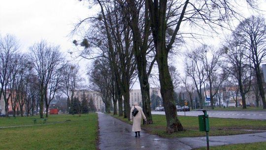 Dendrolog wydał wyrok śmierci. 96 drzew do wycinki