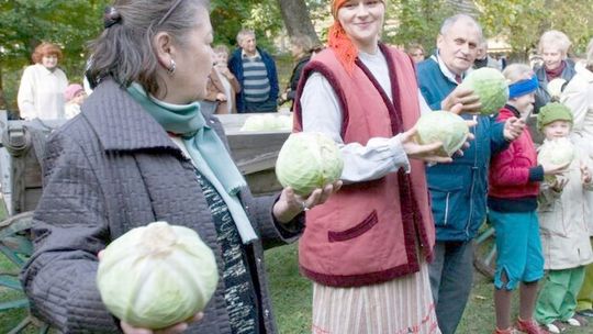 Deptanie kapusty w skansenie
