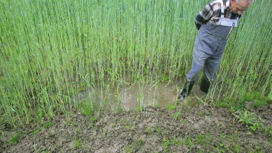 Deszcz daje się we znaki plantatorom