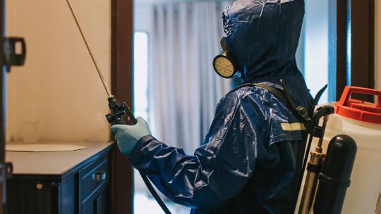 Dezynsekcja w Lublinie – pluskwy, karaluchy i prusaki: najczęstsze problemy i metody zwalczania