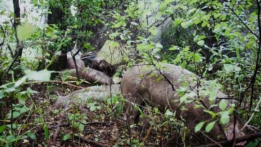 DK19: Wywróciła się ciężarówka, świnie uciekły do lasu (zdjęcia)