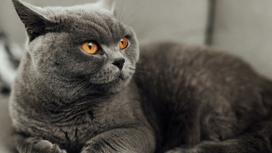 Dlaczego koty brytyjskie są idealnymi towarzyszami? Poznaj ich charakter i potrzeby