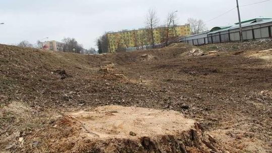 Dlaczego miejska zieleń wycina drzewa przy ulicach? 