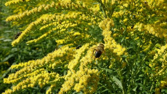Dlaczego miód nawłociowy powinien zniknąć z naszych stołów?
