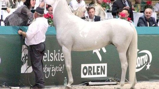 Dlaczego nie było chętnych na konie w Janowie? "Kupiliśmy tę klacz z litości"