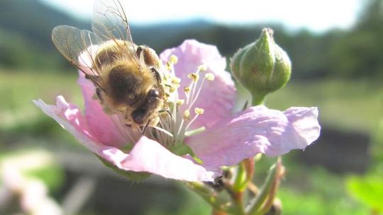 Dlaczego pszczoła woli miasto