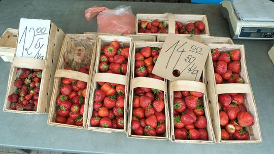 Dlaczego tony truskawek zostały na polach? Lubelscy plantatorzy liczą straty