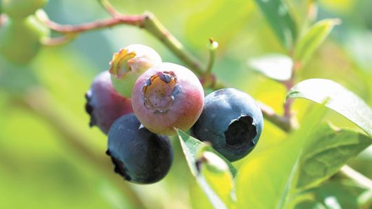Dlaczego trzeba myć leśne owoce? "Bąblowica roznosi się po cały organizmie"