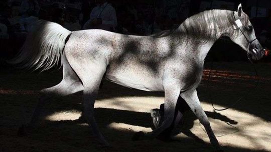 Dlaczego zmienił się prokurator nadzorujący śledztwo ws. nadużyć w stadninie?