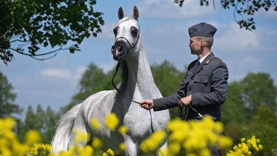 Dni Konia Arabskiego 2025: Pasja, prestiż i potęga polskiej hodowli