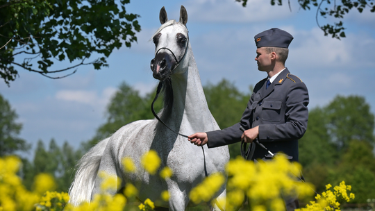 Dni Konia Arabskiego 2025 – pasja, tradycja i przyszłość