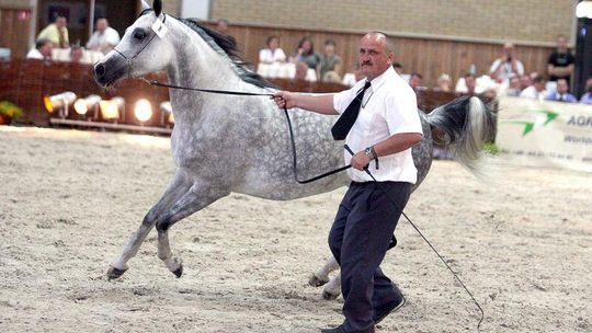 Dni Konia Arabskiego i aukcja Pride of Poland w Janowie Podlaskim (program)