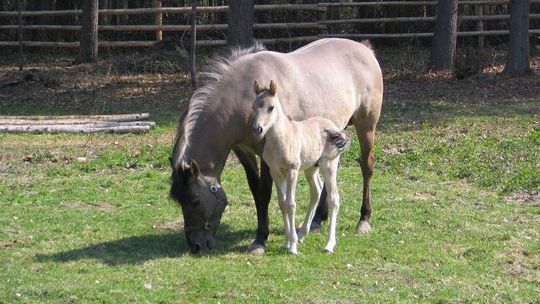 Dni Otwarte Roztoczańskiego Parku Narodowego