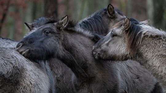 Dni otwarte w RPN. Oko w oko z konikiem, wycieczki, przejażdżki i festyn