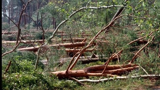 Do lasu nie wejdziemy. Po burzy uszkodzone drzewostany