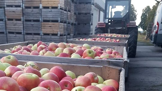 Do naszych soków nie dodajemy nic oprócz jabłek