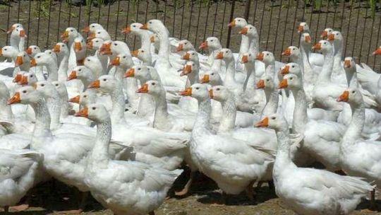 Do Puchaczowa po gęsi z Biłgoraja