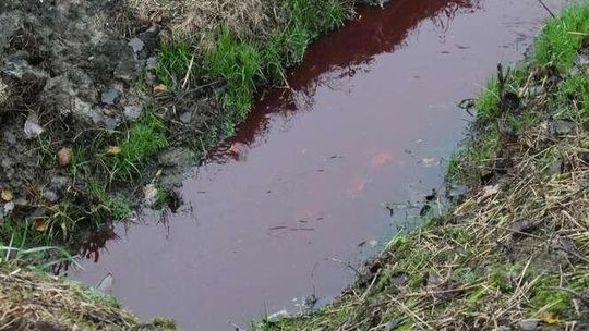 Do rzeki popłynęły "krew, popłuczyny,  kawałki tkanki mięśniowej". Badania potwierdziły obawy mieszkańców