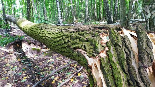 Do Starego Gaju nadal nie wejdziesz. Zakazują leśnicy