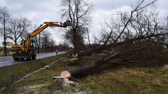 Do Warszawy jeszcze wolniej. Przez wycinkę drzew na budowie S17