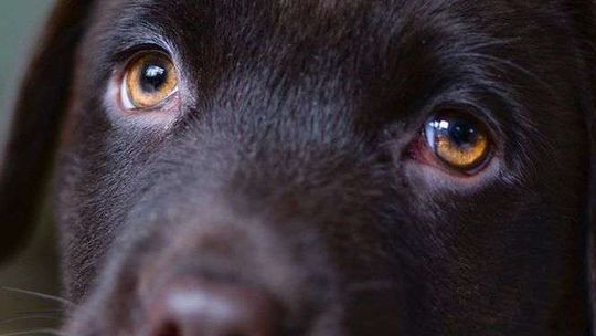 Do worka włożyła psa razem z cegłą i wrzuciła do rzeki. Zwierze miało sporo szczęścia