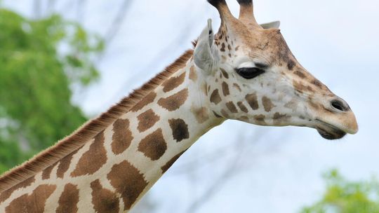 Do zoo w Zamościu przyjadą żyrafy
