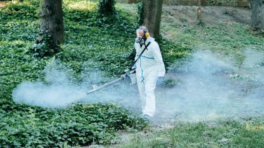 Dobry czas dla krwiopijców. Lublin nie będzie walczył z komarami