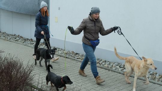 Dobry dzień w schronisku dla zwierząt w Lublinie. "Każda adopcja to dla nas świętowanie"