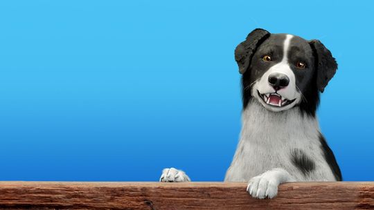 Dog Trainer: Psiaki w roli głównej (wideo)