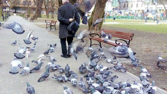 Dokarmianie ptaków to duży problem? Radny pyta o kary