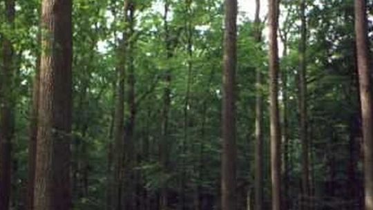 Dołhobyczów: W lesie znaleziono zwłoki mężczyzny