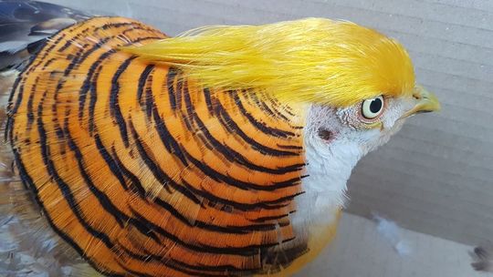 Donald szuka właściciela. Zgubił się przy ulicy Zamkowej 